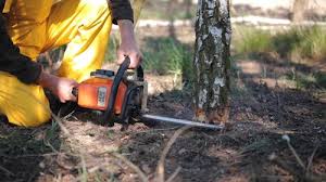 Best Arborist Consultation Services  in Conning Towers Nautilus Park, CT