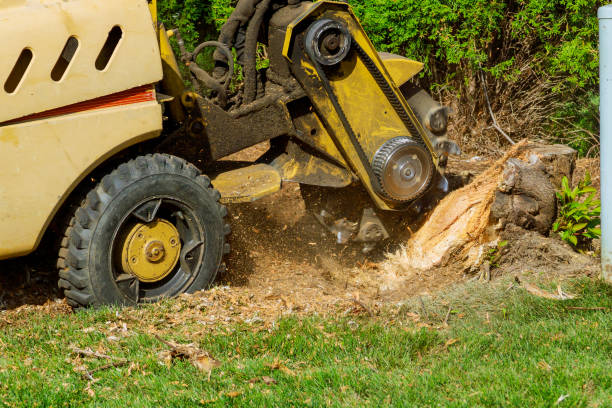 Best Stump Grinding and Removal  in Conning Towers Nautilus Park, CT