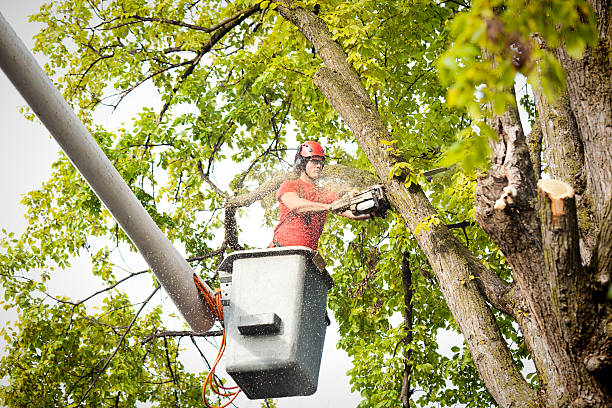 How Our Tree Care Process Works  in  Conning Towers Nautilus Park, CT